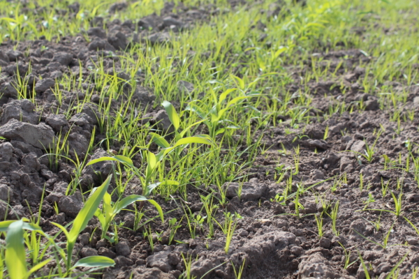 Knolcyperus